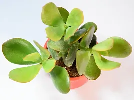 India Gardening Crassula Ovata Jade Plant (Good Luck Vastu Plant) by India Gardening, Green (JADE_SMALL)-thumb3