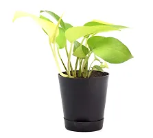 Golden Money Plant with Self Watering Pot India Gardening-thumb2