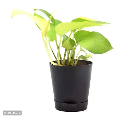 Golden Money Plant with Self Watering Pot India Gardening-thumb3