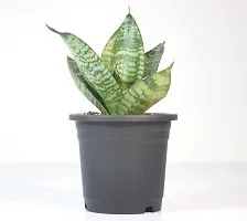 Snake Plant Sansevieria Air Purifier Live Plant by India Gardening-thumb3