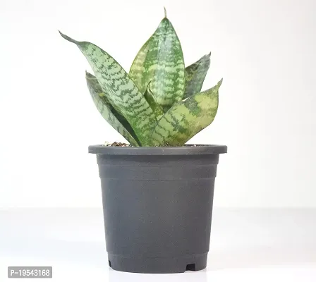 Snake Plant Sansevieria Air Purifier Live Plant by India Gardening-thumb4