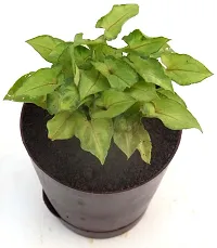 Syngonium 'Gold Allusion' Live Air Purifying plant in Self Watering pot by Veryhom-thumb3