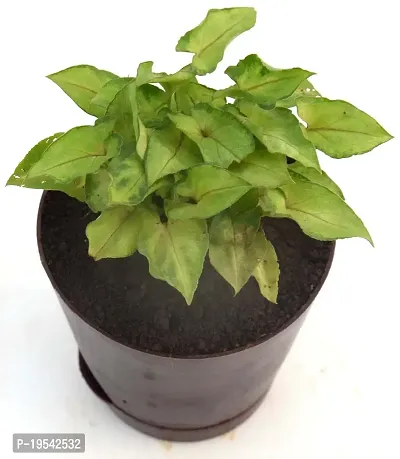 Syngonium 'Gold Allusion' Live Air Purifying plant in Self Watering pot by Veryhom-thumb4