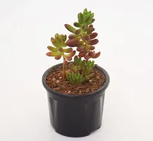 Vh Veryhom Sedum Pachyphyllum | Jelly Bean Succulent Sedum Rubrotinctum Live Plant By Veryhom-thumb3