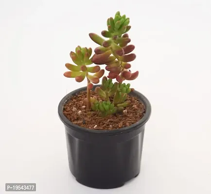 Vh Veryhom Sedum Pachyphyllum | Jelly Bean Succulent Sedum Rubrotinctum Live Plant By Veryhom-thumb4