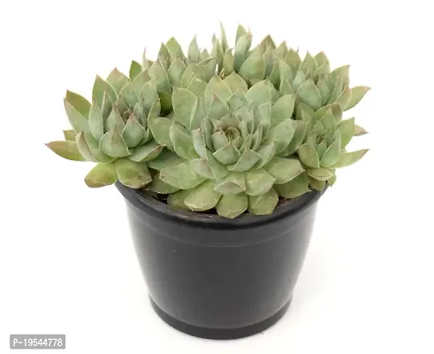 Original Red Tip Laxmi Kamal Graptopetalum Macdougallii ? succulent by Veryhom