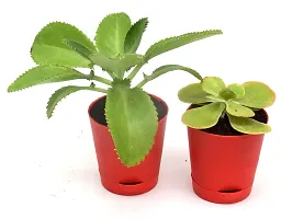 India Gardening Original Set of 2 Succulent plant Kalanchoe Pinnata, Kalanchoe thyrsiflora | Paddle Plant in Self Watering Pot-thumb3