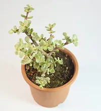 Portulacaria afra Jade Plant Elephant Bush by Veryhom-thumb1