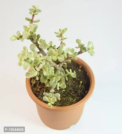 Portulacaria afra Jade Plant Elephant Bush by Veryhom-thumb2