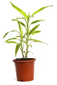 Dracaena sanderiana Lucky Bamboo Plant Air purifying live plant by Veryhom-thumb3