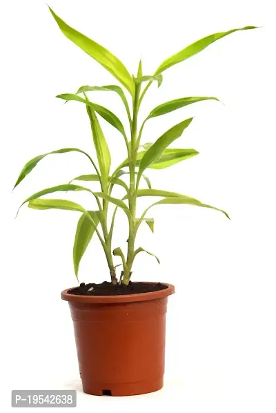 Dracaena sanderiana Lucky Bamboo Plant Air purifying live plant by Veryhom-thumb4