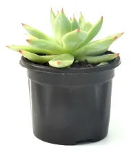 Echeveria agavoides Crested Molded Wax Agave By Veryhom-thumb2