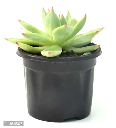 Echeveria agavoides Crested Molded Wax Agave By Veryhom-thumb3