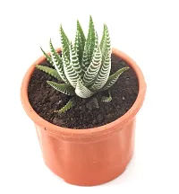 Zebra Cactus Succulent Plant 2.5 inch Pot By Veryhom-thumb1