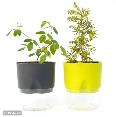 Aprajita live Flower plant, Shami Tree Prosopis Cineraria Live Plant Pack of 2 With Self Watering pot By Veryhom