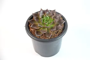 Vishnu Kamal Echeveria black prince Succulent by Veryhom-thumb1