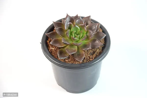 Vishnu Kamal Echeveria black prince Succulent by Veryhom-thumb2