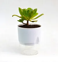 Aeonium arboreum | Tree Houseleek Succulent Live Plant With Self Watering Pot by Veryhom-thumb2