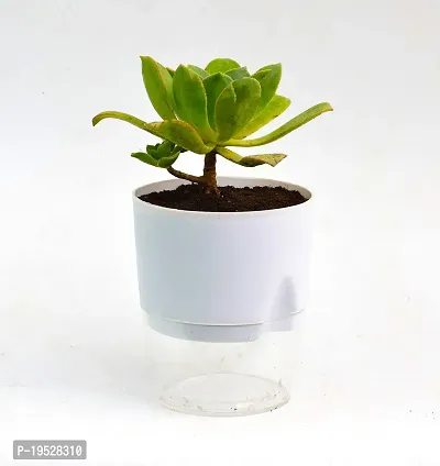 Aeonium arboreum | Tree Houseleek Succulent Live Plant With Self Watering Pot by Veryhom-thumb3