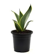 Sansevieria Jade Marginata, Snake Plant,Live Plant, Air Purifying By Veryhom-thumb3