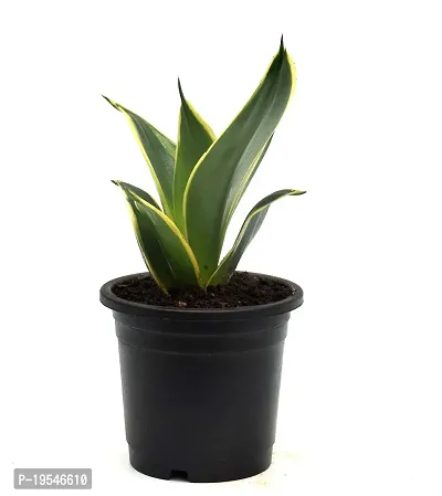 Sansevieria Jade Marginata, Snake Plant,Live Plant, Air Purifying By Veryhom-thumb4