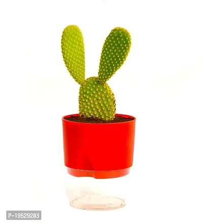 Bunny Ear Cactus With Self Watering pot Opuntia microdasys angel's wings Cactus by Veryhom