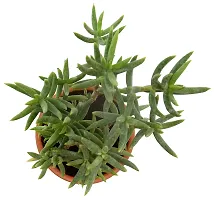 Crassula Tetragona Miniature Pine Jade plant By Veryhom-thumb1