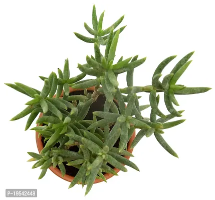 Crassula Tetragona Miniature Pine Jade plant By Veryhom-thumb2