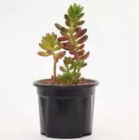 Vh Veryhom Sedum Pachyphyllum | Jelly Bean Succulent Sedum Rubrotinctum Live Plant By Veryhom-thumb4