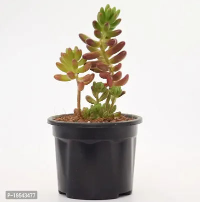 Vh Veryhom Sedum Pachyphyllum | Jelly Bean Succulent Sedum Rubrotinctum Live Plant By Veryhom-thumb5