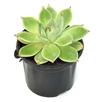 Echeveria agavoides Crested Molded Wax Agave By Veryhom-thumb1