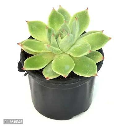 Echeveria agavoides Crested Molded Wax Agave By Veryhom-thumb2