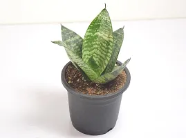 Snake Plant Sansevieria Air Purifier Live Plant by India Gardening-thumb2