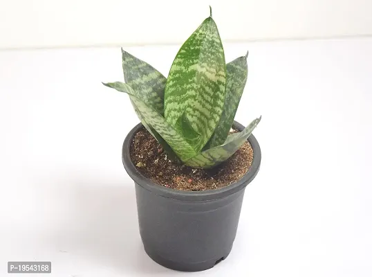 Snake Plant Sansevieria Air Purifier Live Plant by India Gardening-thumb3