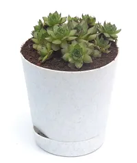 Original Green Wheel Laxmi kamal with pups (Sempervivum Edinburgh) Succulent in Self Watering Pot for Good Luck by Veryhom-thumb3