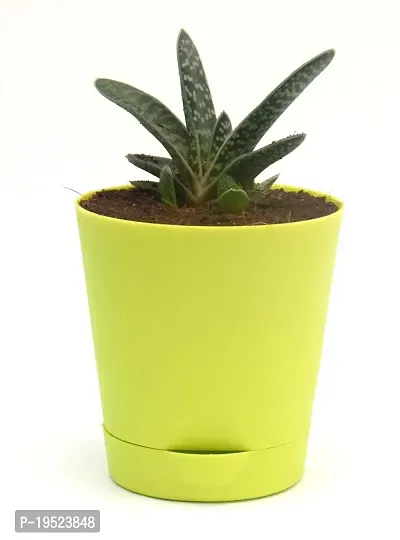 Gasteria Succulent Live Plant Gasteria spp. Cow-tongue, Bredasdorp Gasteria,in Self Watering Pot by Veryhom-thumb3