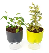 Aprajita live Flower plant, Shami Tree Prosopis Cineraria Live Plant Pack of 2 With Self Watering pot By Veryhom-thumb1