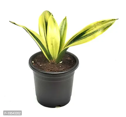 Sansevieria trifasciata ?Mother-in-law?s Tongue? Snake Plant by Veryhom