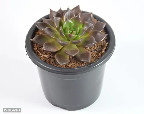 Vishnu Kamal Echeveria black prince Succulent by Veryhom