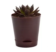 Vishnu Kamal Echeveria black prince Succulent in Self Watering Pot By India Gardening-thumb2