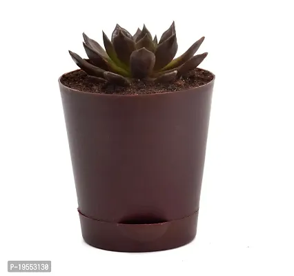 Vishnu Kamal Echeveria black prince Succulent in Self Watering Pot By India Gardening-thumb3