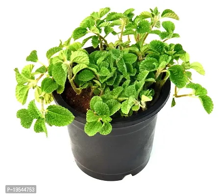 Mentha piperita (Mint) Pudina Live Plant By Veryhom-thumb0