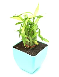 Lucky Bamboo in Plastic Pot By Veryhom-thumb2