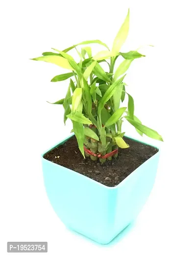 Lucky Bamboo in Plastic Pot By Veryhom-thumb3