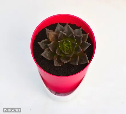 Vishnu Kamal Echeveria black prince Succulent in Self Watering Pot By VH Veryhom