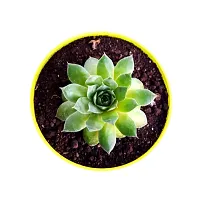 Veryhom Original Green Wheel Laxmi Kamal Good Luck Vastu Plant With Self Watering pot-thumb3