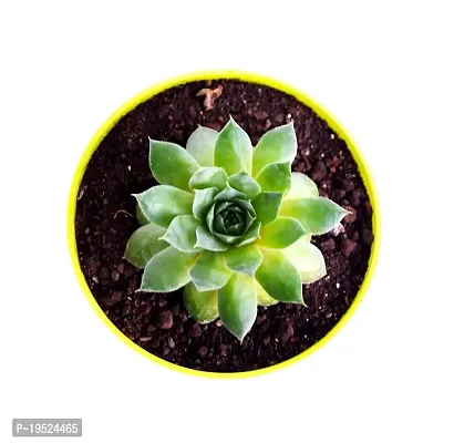 Veryhom Original Green Wheel Laxmi Kamal Good Luck Vastu Plant With Self Watering pot-thumb4