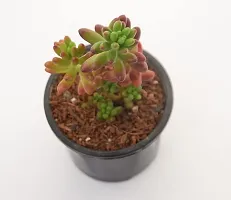 Vh Veryhom Sedum Pachyphyllum | Jelly Bean Succulent Sedum Rubrotinctum Live Plant By Veryhom-thumb1