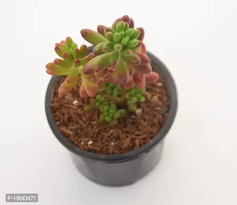 Vh Veryhom Sedum Pachyphyllum | Jelly Bean Succulent Sedum Rubrotinctum Live Plant By Veryhom-thumb2