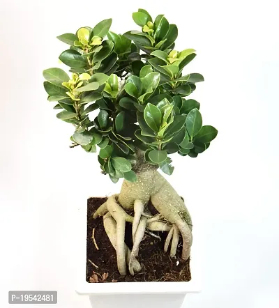 Ficus Bonsai Live Plant By India Gardening